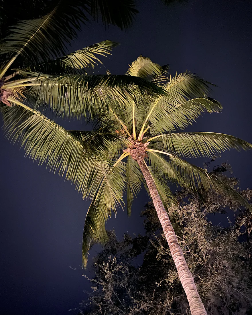 Palm tree against a bright Florida sky