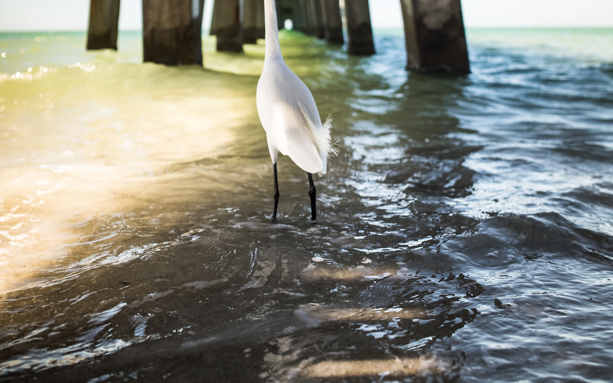 A white egret on the water beside the Naples Pier