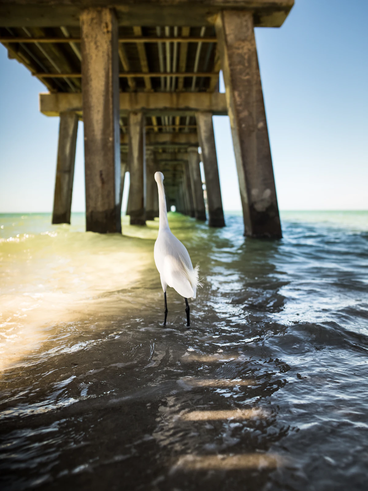 A white egret beside the Naples Pier