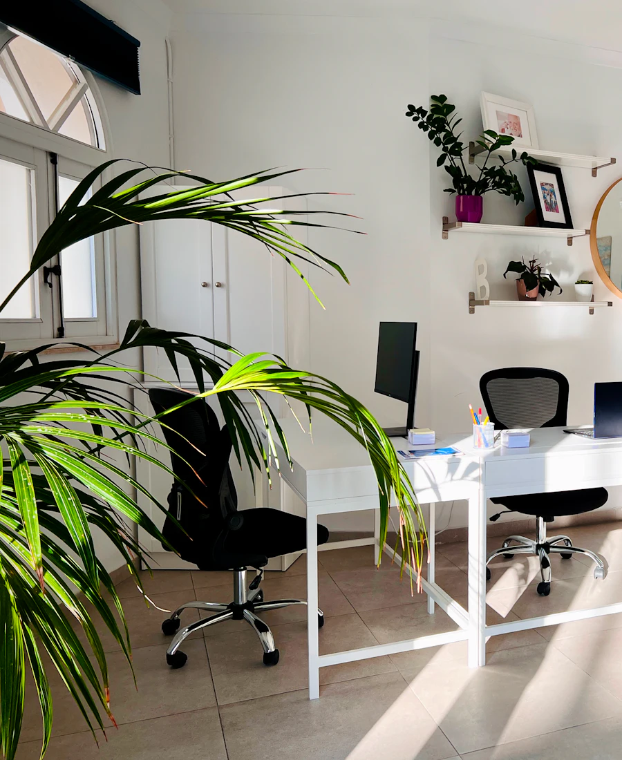 Bright, tidy office with white desks and a palm