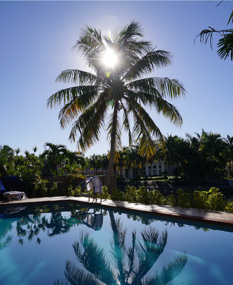 Palm tree beside a blue Florida pool